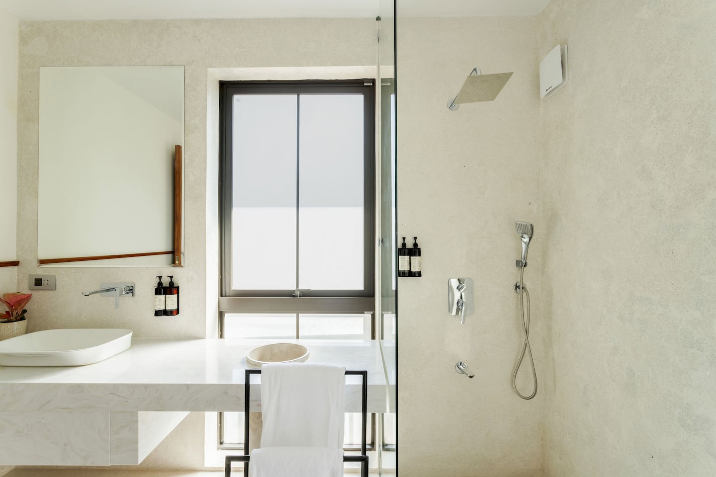 Alocassia 2, photo 20