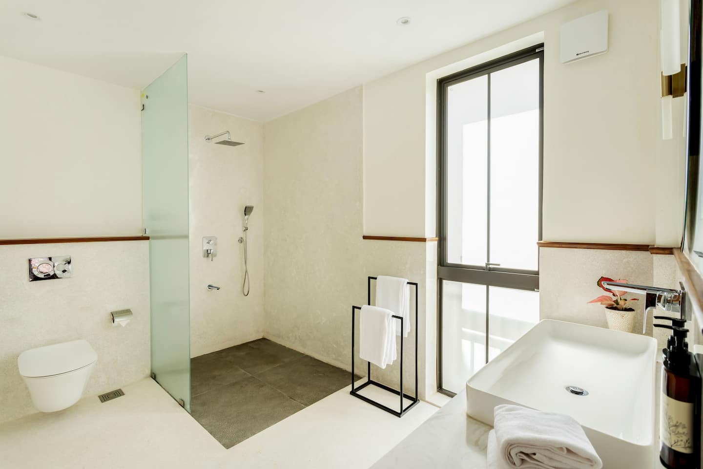 Alocassia 2, photo 22