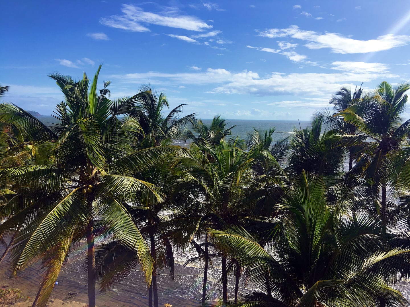Tropical Vibes, photo 11